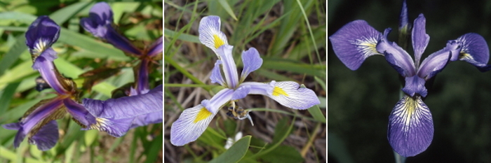Three Species of Iris